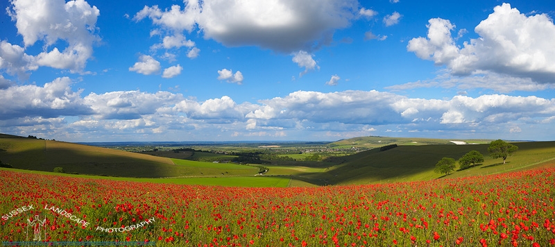 slides/Steyning poppies.jpg river adur,west sussex,poppies,panoramic,simon parsons,clouds,blue sky,trees Steyning poppies
